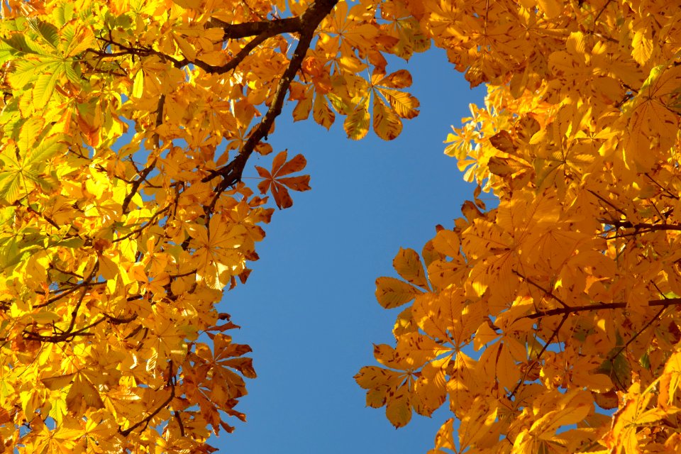 Maidenhair Tree Yellow Tree Autumn photo