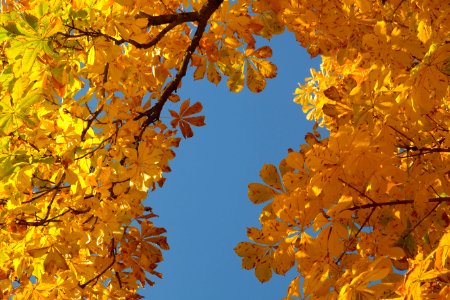 Maidenhair Tree Yellow Tree Autumn
