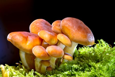 Mushroom Fungus Edible Mushroom Agaricomycetes