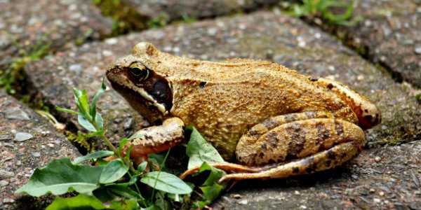 Brown And Black Frog photo