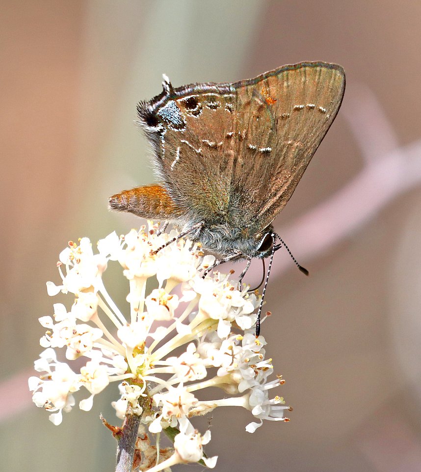 HAIRSTREAK HEDGEROW (Satyrium Saepium) (7-5-2017) Singletree Campground Boulder Mt Wayne Co Ut -04