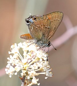 HAIRSTREAK HEDGEROW (Satyrium Saepium) (7-5-2017) Singletree Campground Boulder Mt Wayne Co Ut -04 photo