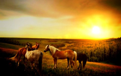 Horses In Country Field At Sunset photo