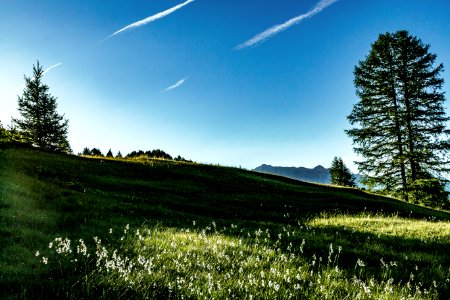 Meadow Of Grasses On Sunny Day