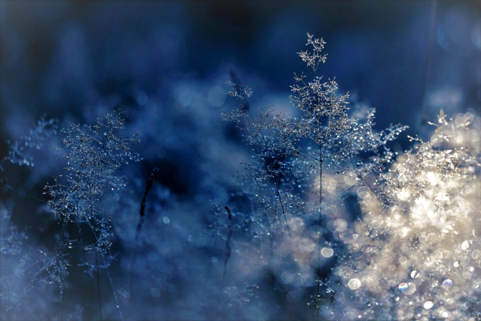 Pine Trees In Snow