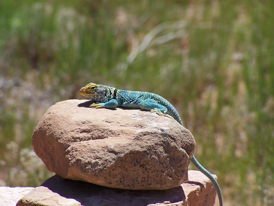 Rock desert lizard reptile photo