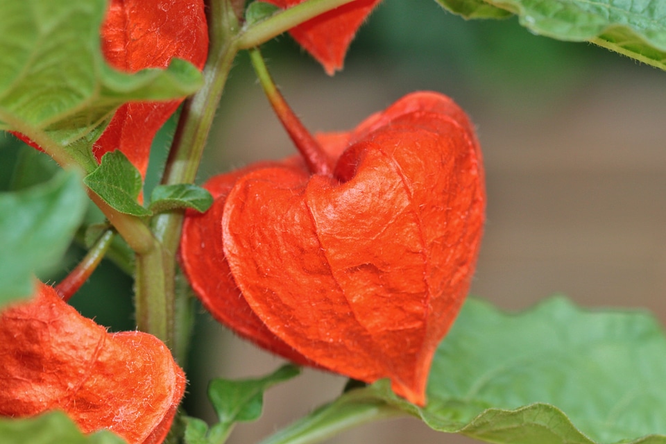 Flora ornamental plant pericarp