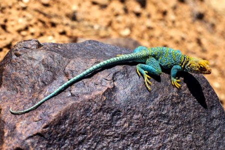 Reptile Lizard Scaled Reptile Lacertidae