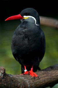 Bird Beak Blackbird