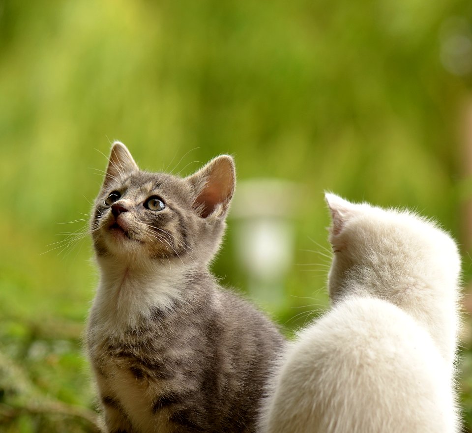 Cat Fauna Small To Medium Sized Cats Cat Like Mammal
