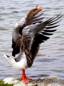 Bird Duck Water Bird Ducks Geese And Swans