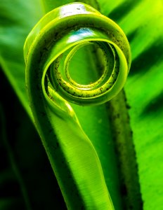 Green Dew Close Up Macro Photography photo