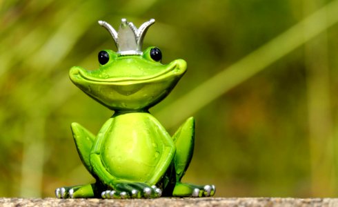 Ranidae Frog Amphibian Tree Frog photo