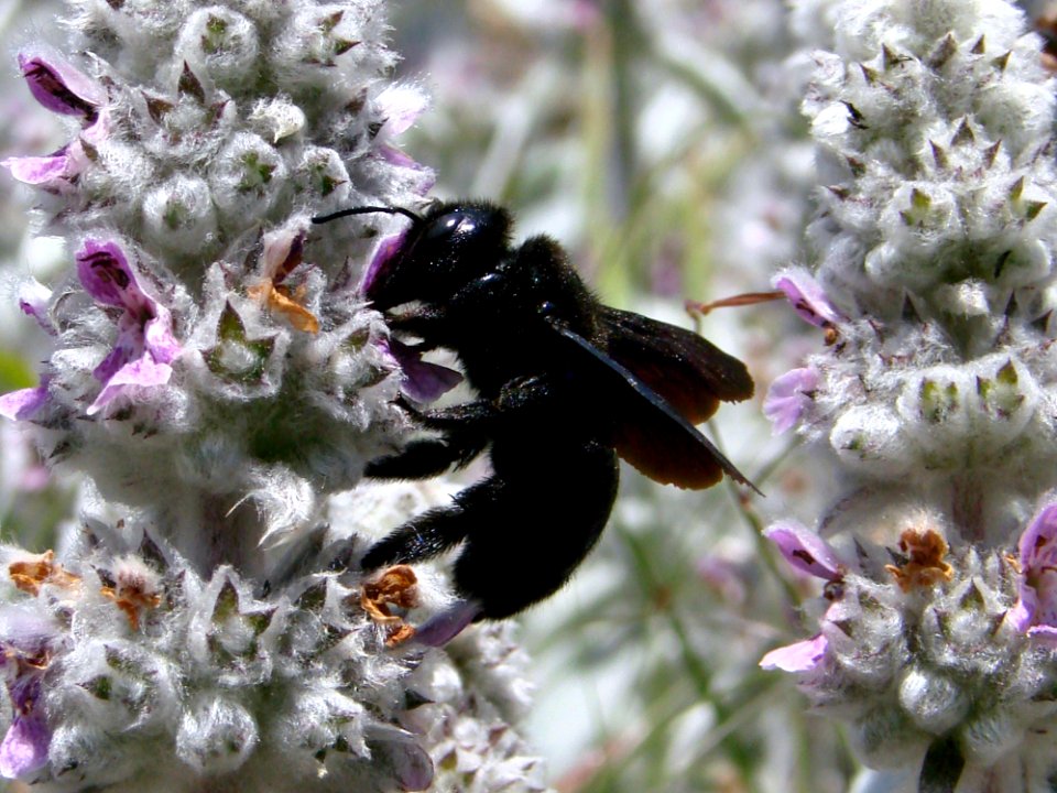 Bee Insect Bumblebee Membrane Winged Insect