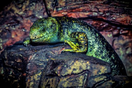 Reptile Green Scaled Reptile Fauna photo