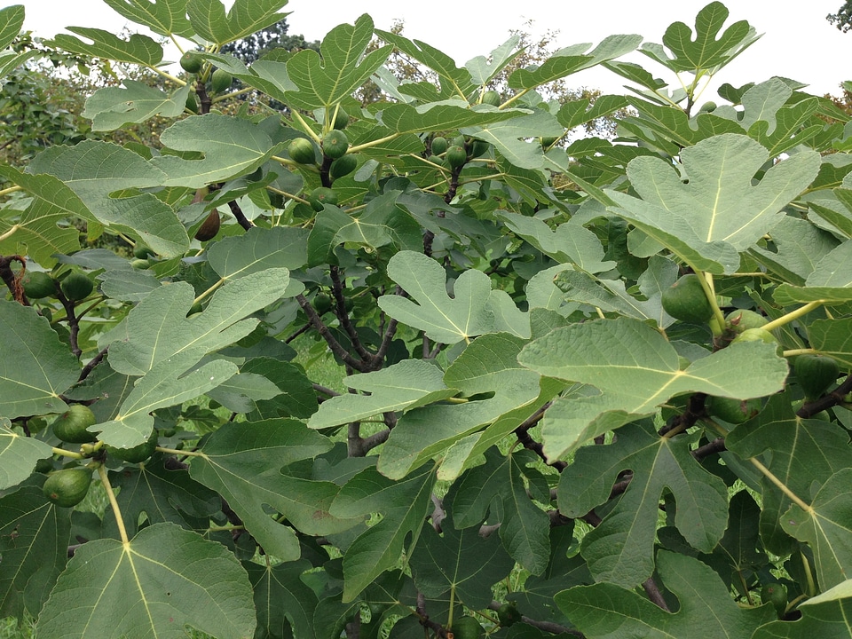 Natural botanical organic