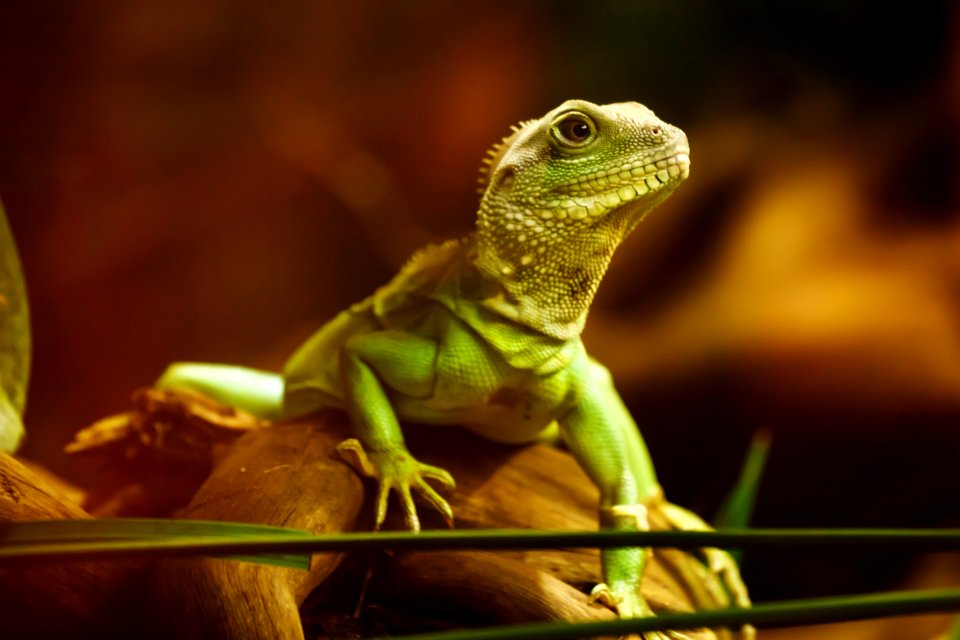 Reptile Fauna Lizard Scaled Reptile