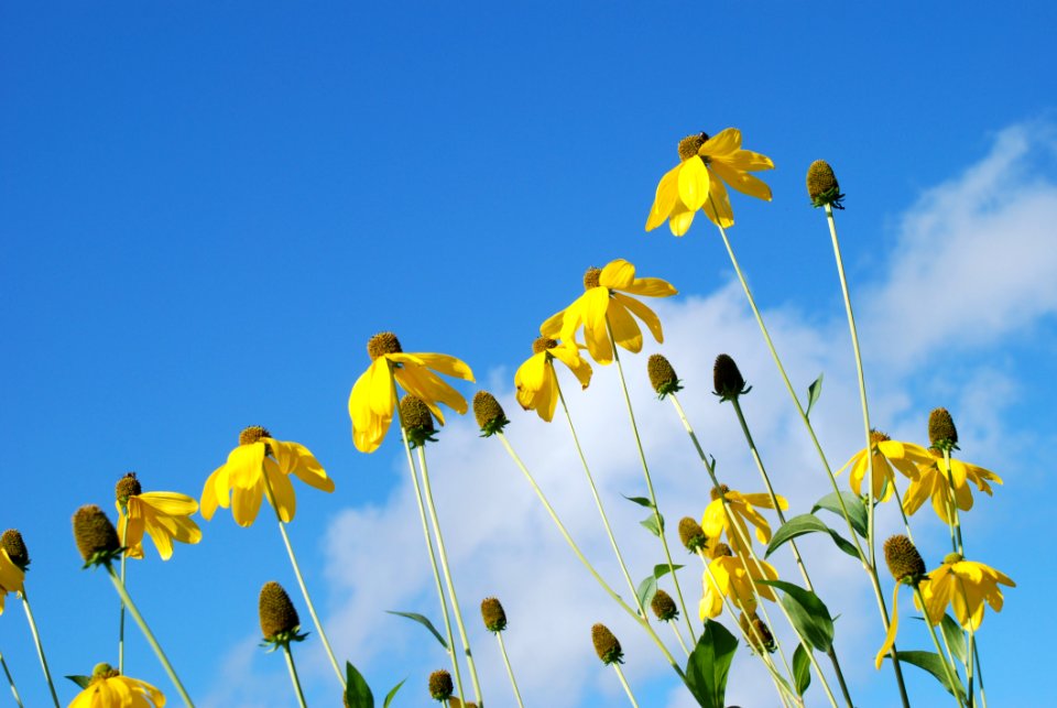 Flower Sky Yellow Flora