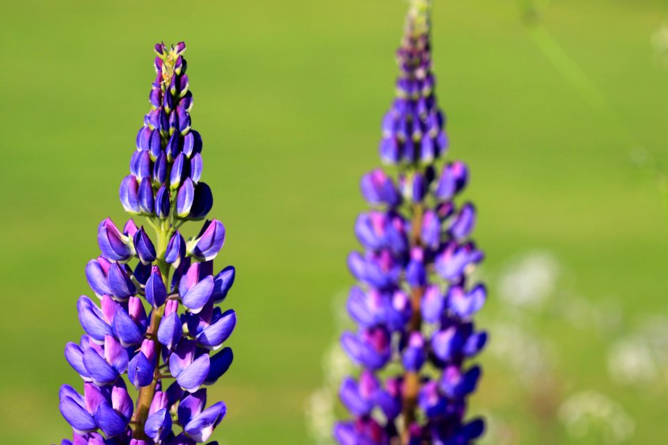 Plant Flower Flowering Plant Lupin
