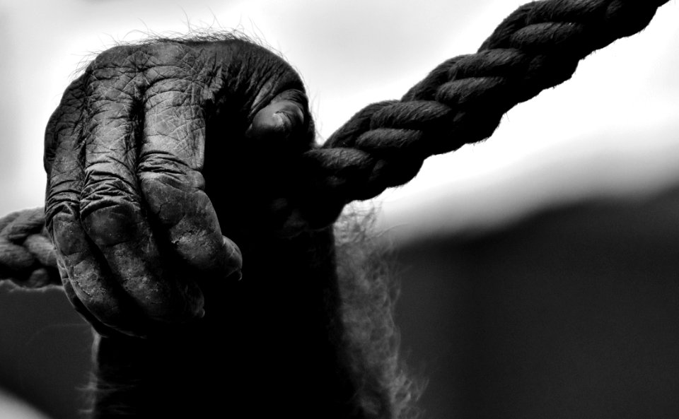 Black Black And White Hand Monochrome Photography