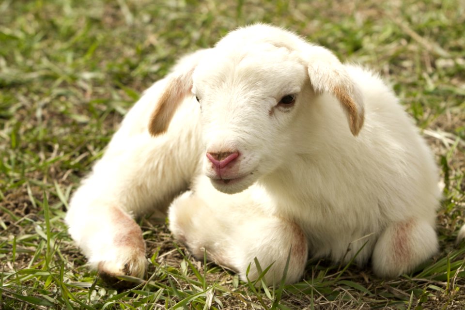 Goats Goat Cow Goat Family Livestock
