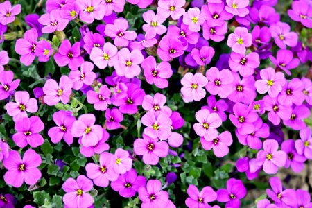 Flower Plant Aubretia Pink photo