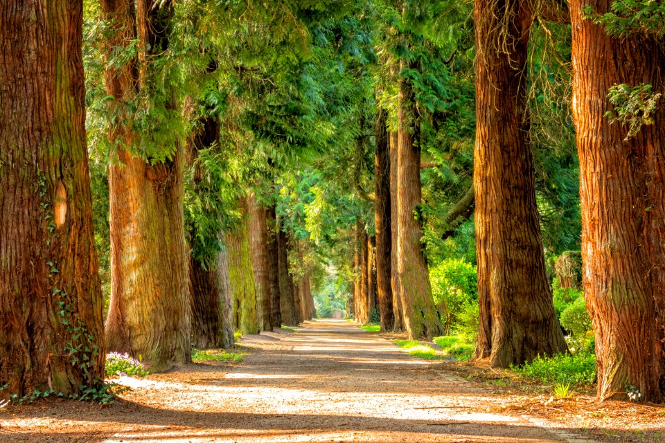Tree Nature Path Vegetation