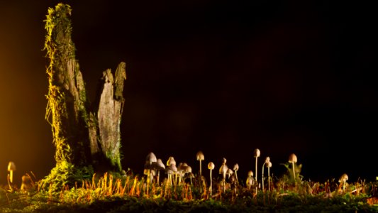 Ecosystem Grass Phenomenon Night photo
