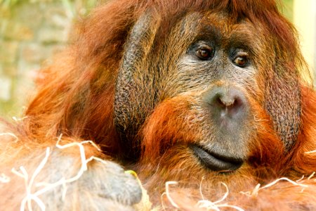 Orangutan Mammal Great Ape Fauna photo