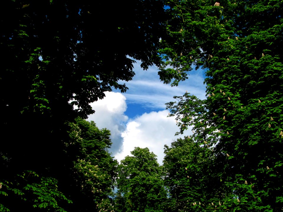 Nature Sky Vegetation Green