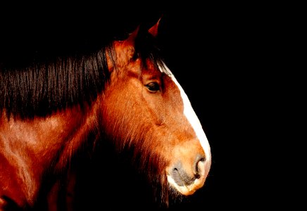 Horse Mane Horse Like Mammal Mustang Horse photo