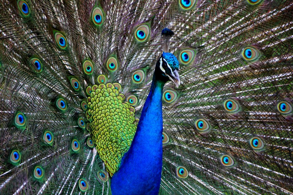 Peafowl Feather Galliformes Close Up photo