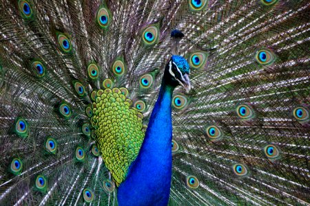 Peafowl Feather Galliformes Close Up photo
