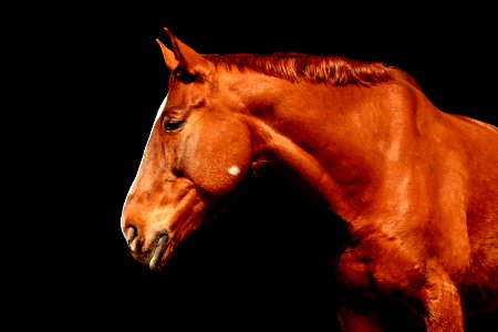 Horse Halter Bridle Mane photo