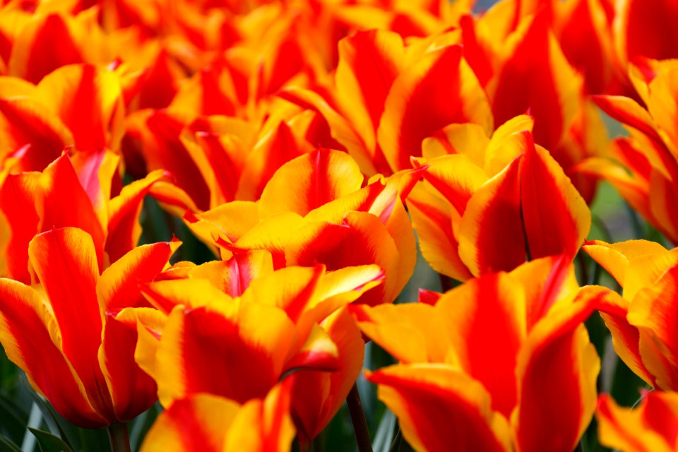 Flower Flowering Plant Yellow Orange