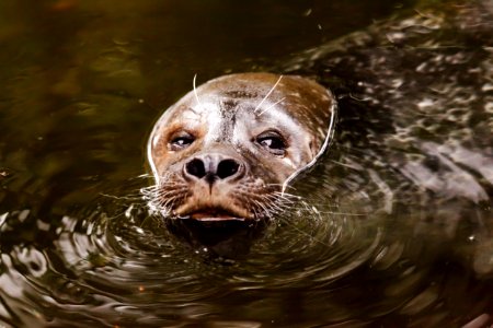 Mammal Fauna Harbor Seal Snout photo