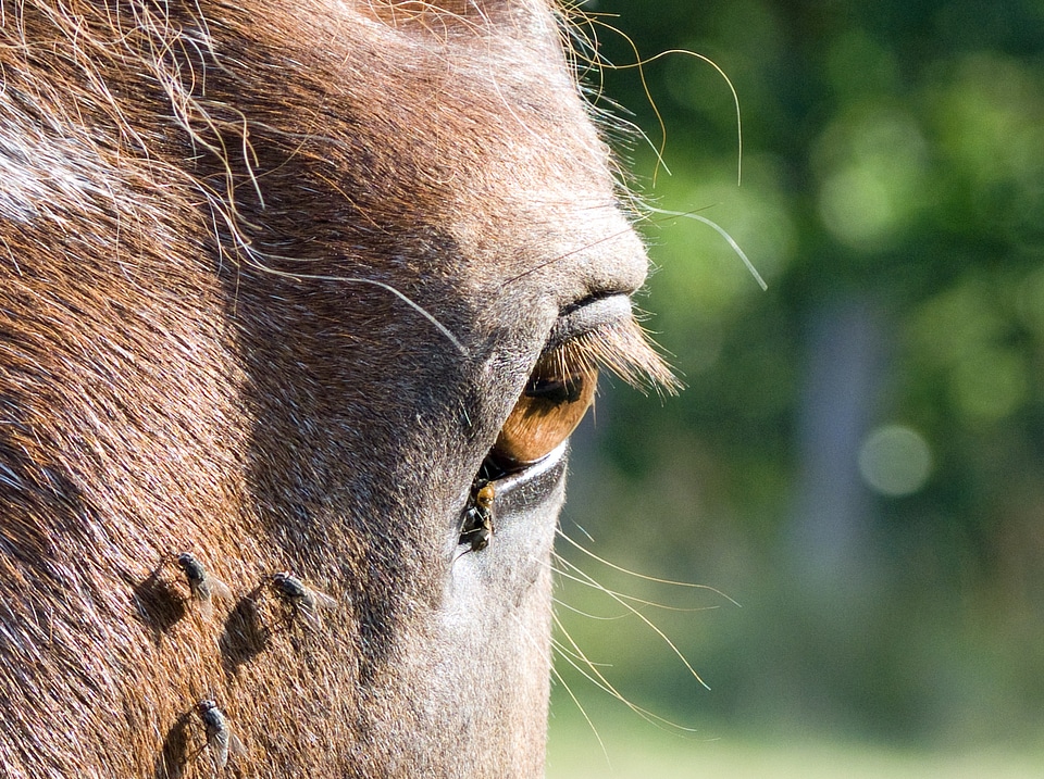 Animal eyelashes hair