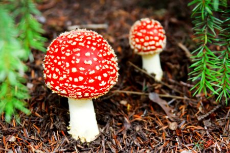 Mushroom Agaric Fungus Edible Mushroom photo