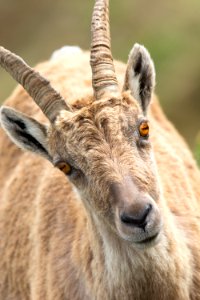 Horn Wildlife Barbary Sheep Fauna photo