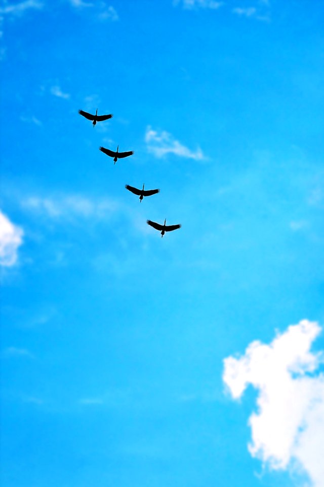 Sky Flight Air Travel Atmosphere Of Earth