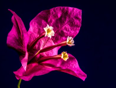 Flower Flora Violet Pink