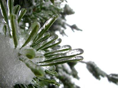 Freezing Pine Family Close Up Fir photo