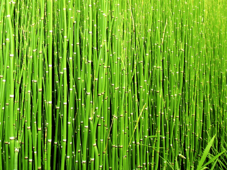 Green Grass Vegetation Grass Family