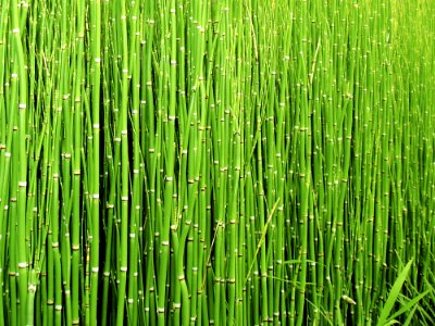 Green Grass Vegetation Grass Family photo