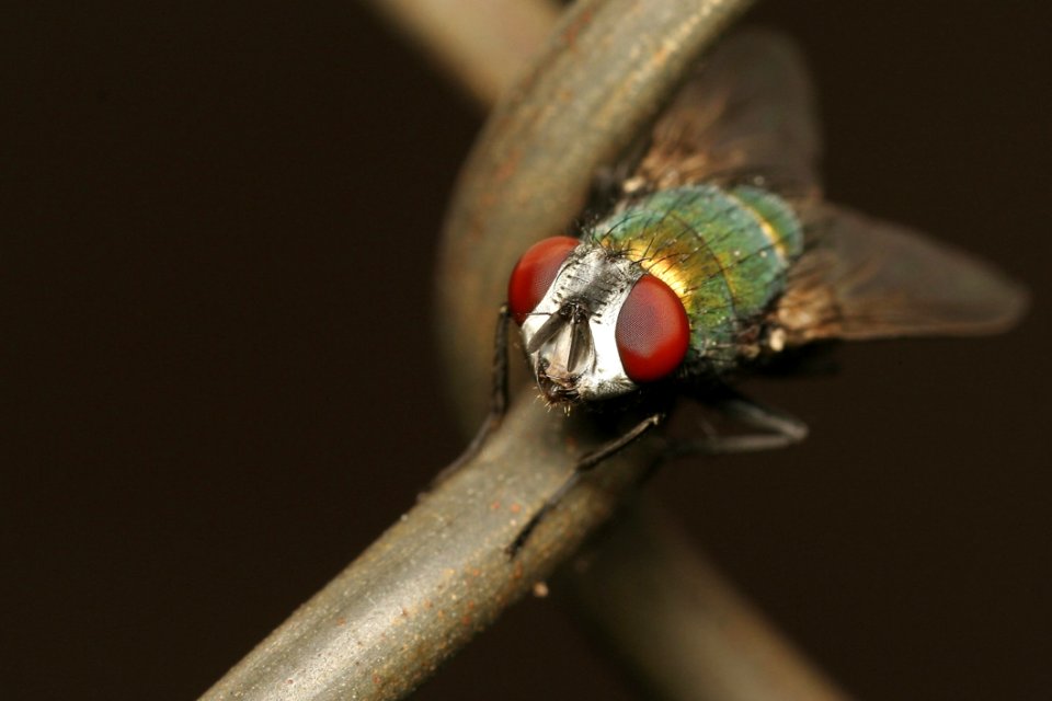 Insect Macro Photography Invertebrate Fauna