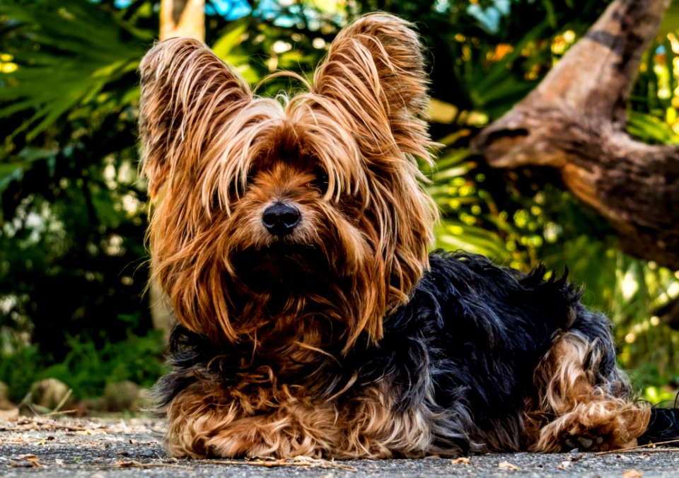 Dog Dog Like Mammal Dog Breed Yorkshire Terrier