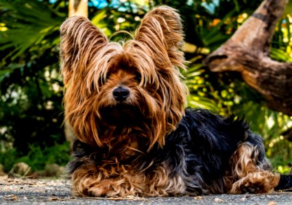 Dog Dog Like Mammal Dog Breed Yorkshire Terrier photo