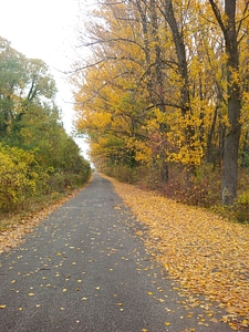 Pathway trees autumn photo