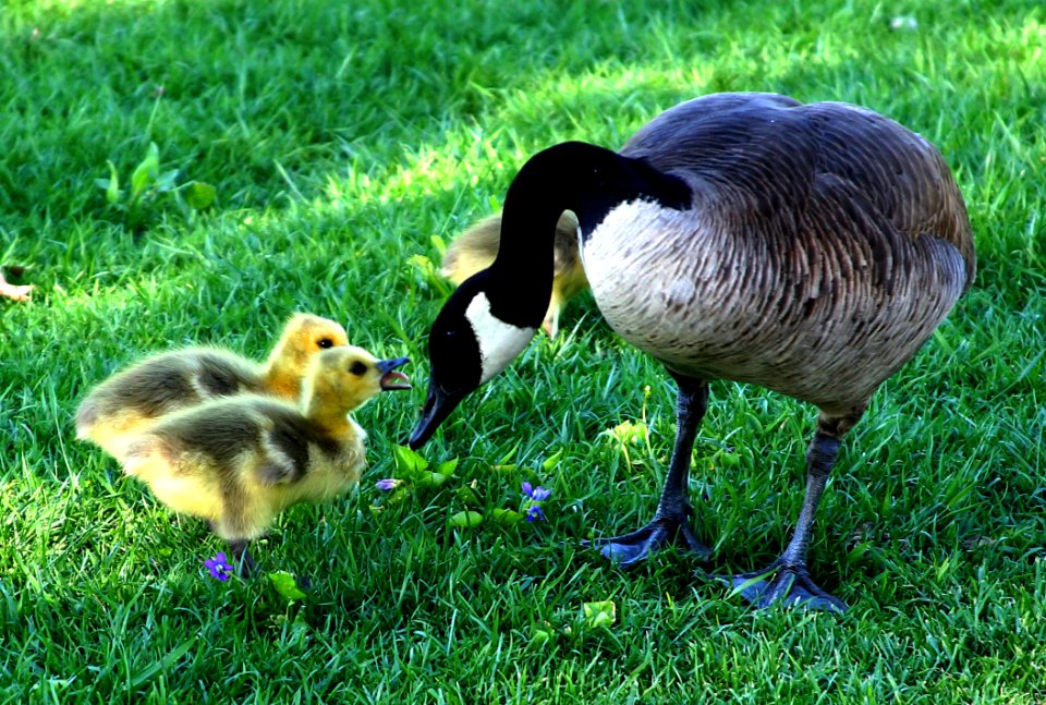Bird Fauna Goose Water Bird