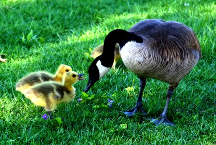 Bird Fauna Goose Water Bird